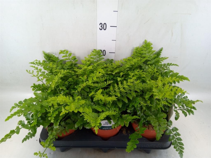 <h4>Asplenium  'Parvati'</h4>