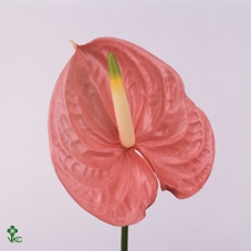 Anthurium Sante