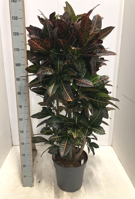 <h4>COD GR PETRA</h4>