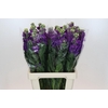 Matthiola Iron Purple