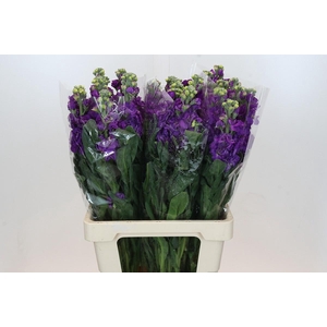 Matthiola Iron Purple