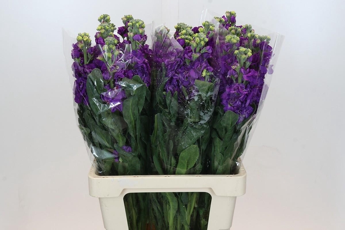 Matthiola Iron Purple