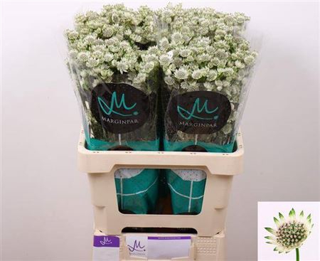 <h4>Astrantia Billion Stars</h4>