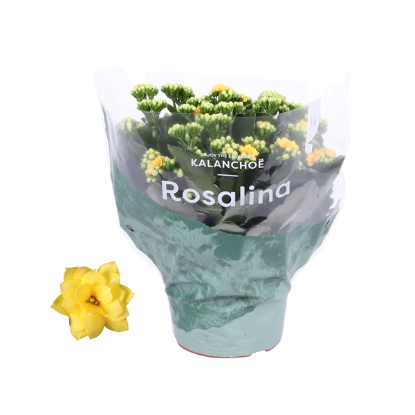 <h4>Kalanchoe Rosalina 15cm Don Amarillo geel</h4>