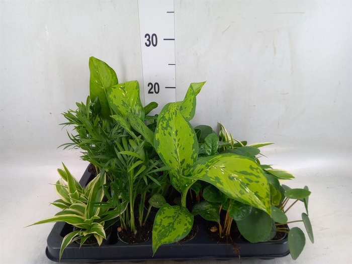 <h4>Planten Groen   ...mix  5</h4>