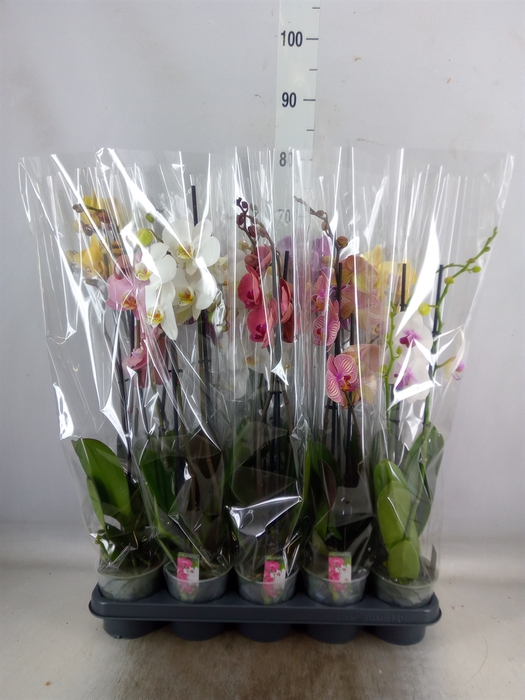 <h4>Phalaenopsis   ...mix  5</h4>