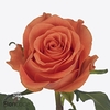 Rosa large on fire