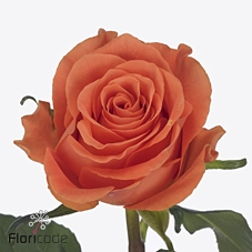 Rosa large on fire