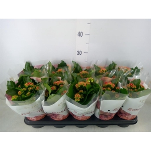 Kalanchoe blos. 'RosDon Justino'