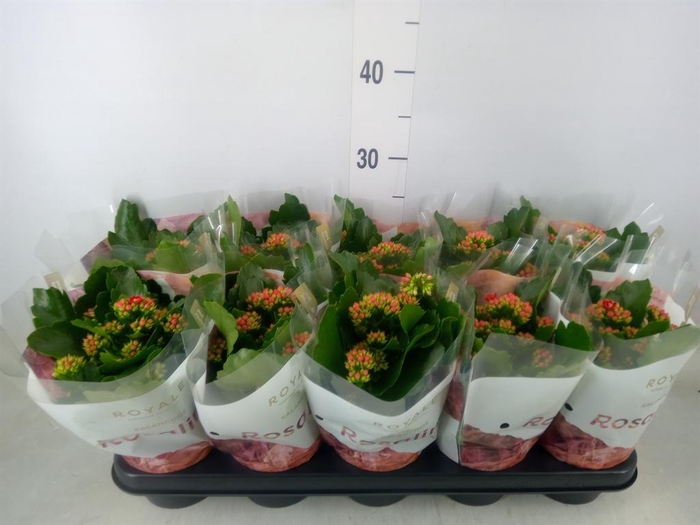 <h4>Kalanchoe blos. 'RosDon Justino'</h4>