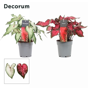 Caladium Gemengd KERST (Decorum)