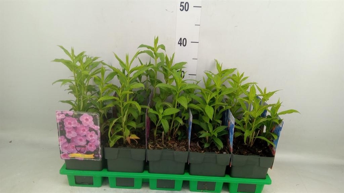 <h4>Phlox panic.   ...</h4>