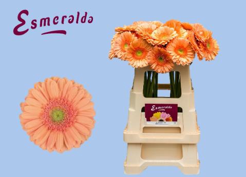 <h4>GE GR AVIGNON</h4>