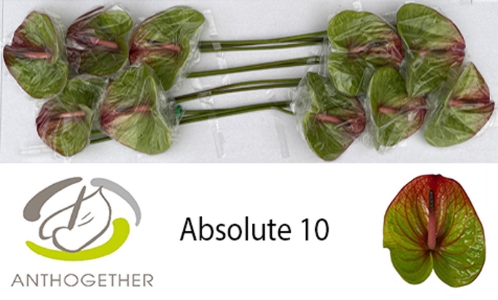 <h4>Anth. andr. 'Absolute' x10</h4>
