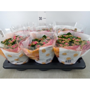 Kalanchoe blos. 'RosDon Nando'