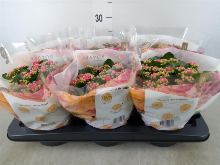 <h4>Kalanchoe blos. 'RosDon Nando'</h4>