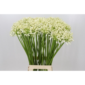 Agapanthus Casablanca