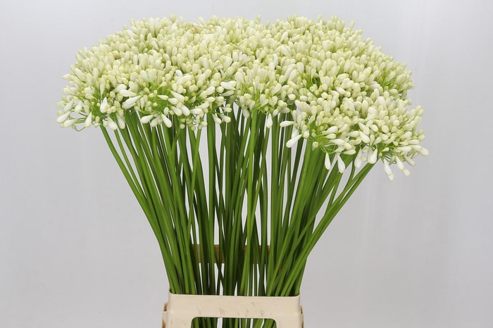 <h4>Agapanthus Casablanca</h4>