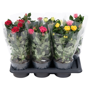 Nolina Roses Ø 17 cm Mix Blanco sleeve