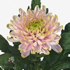Chrys bl rossano charlotte