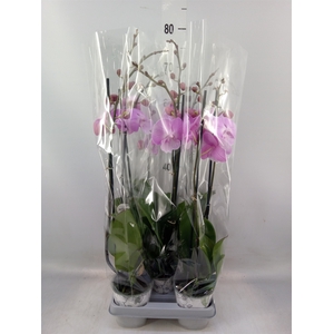 Phalaenopsis   ...rose