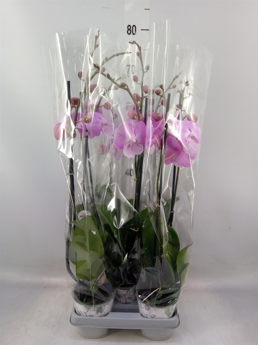 <h4>Phalaenopsis   ...rose</h4>