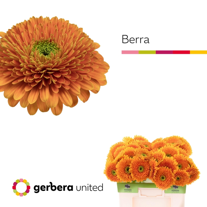 <h4>Gerbera Pomponi Berra Water</h4>