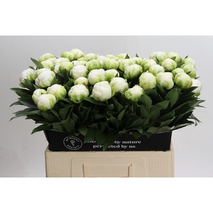 Paeonia Madame Claude Tain