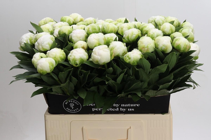 <h4>Paeonia Madame Claude Tain</h4>