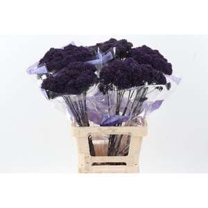 Trach Pu L Michigan Purple