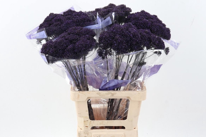 <h4>Trach Pu L Michigan Purple</h4>