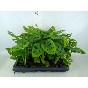 Monstera obliqua 'Monkey Mask'