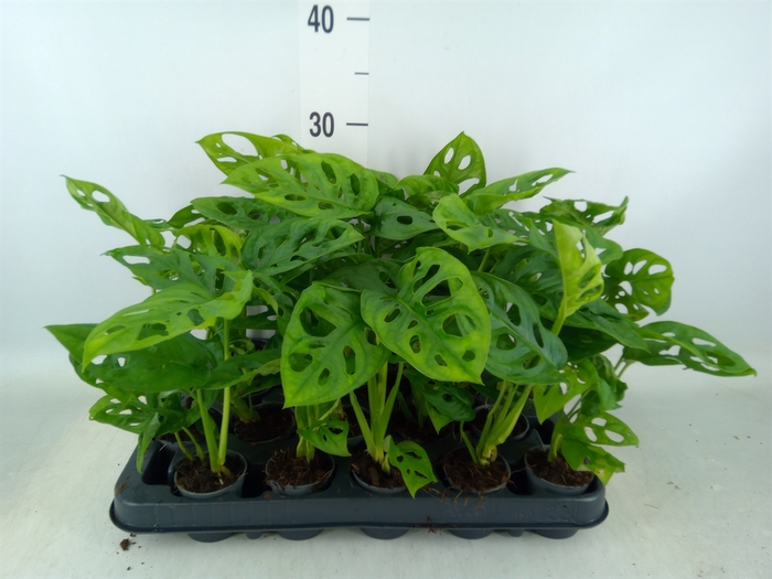 <h4>Monstera obliqua 'Monkey Mask'</h4>