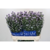 Aster Cassandra