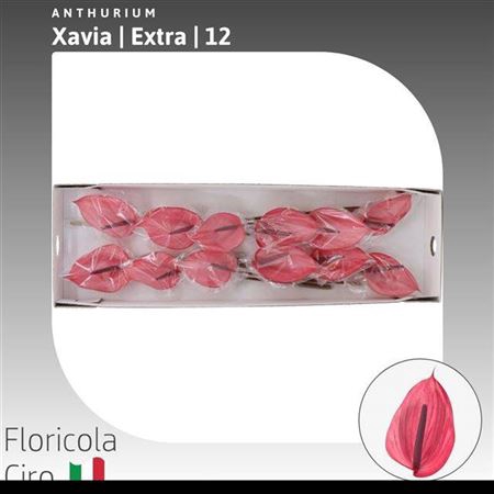 <h4>ANTH A XAVIA</h4>