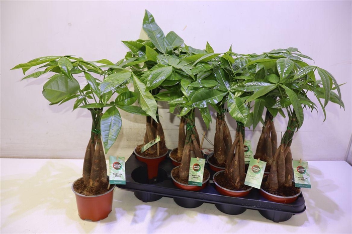 <h4>Pachira Aquatica</h4>