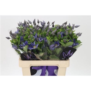 Clematis Amazing Sofia