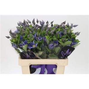 Clematis Amazing Sofia