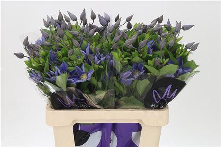 <h4>Clematis Amazing Sofia</h4>