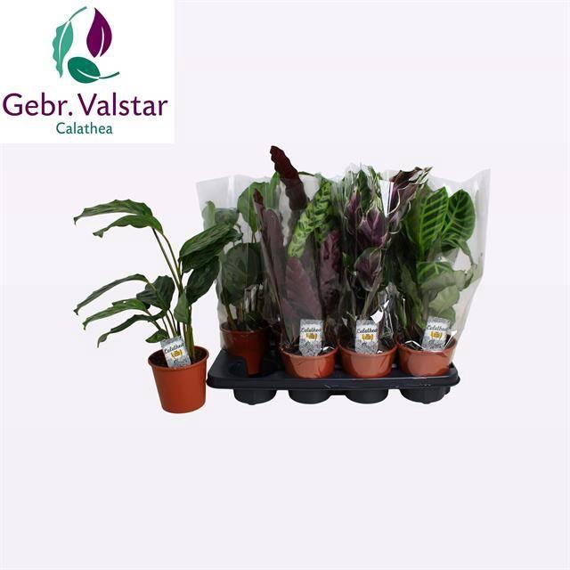 <h4>CALAT GEM 3 SRT</h4>