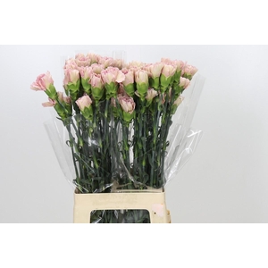 Dianthus St Creola