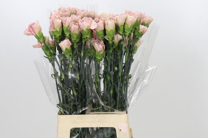 <h4>Dianthus St Creola</h4>