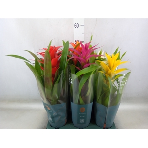 Guzmania   ...mix