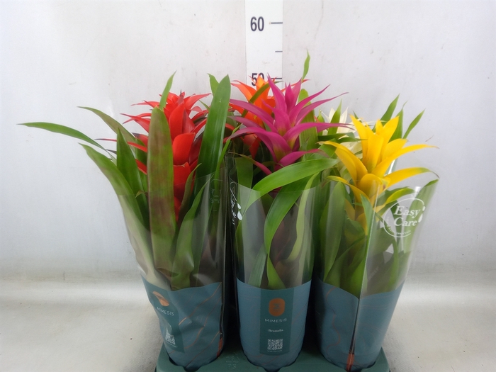 <h4>Guzmania   ...mix</h4>