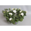 Petunia Double White