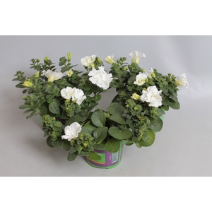 Petunia Double White