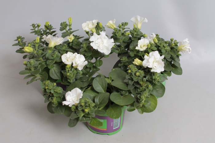 <h4>Petunia Double White</h4>