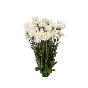 CRISANTEMO ATTRACTION 070 CM BRANCO
