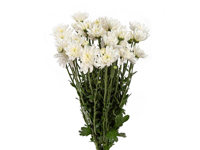 <h4>CRISANTEMO ATTRACTION 070 CM BRANCO</h4>