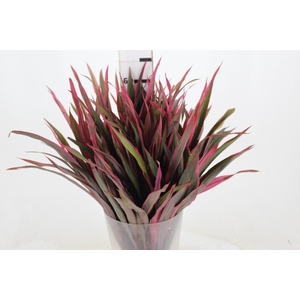 FOLHAGEM DRACENA PENACHO DE INDIO 060 CM